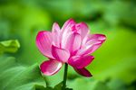 莲花