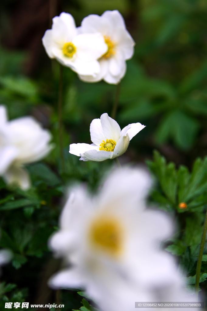 美丽的银莲花