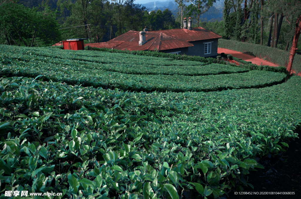 茶树茶田美景