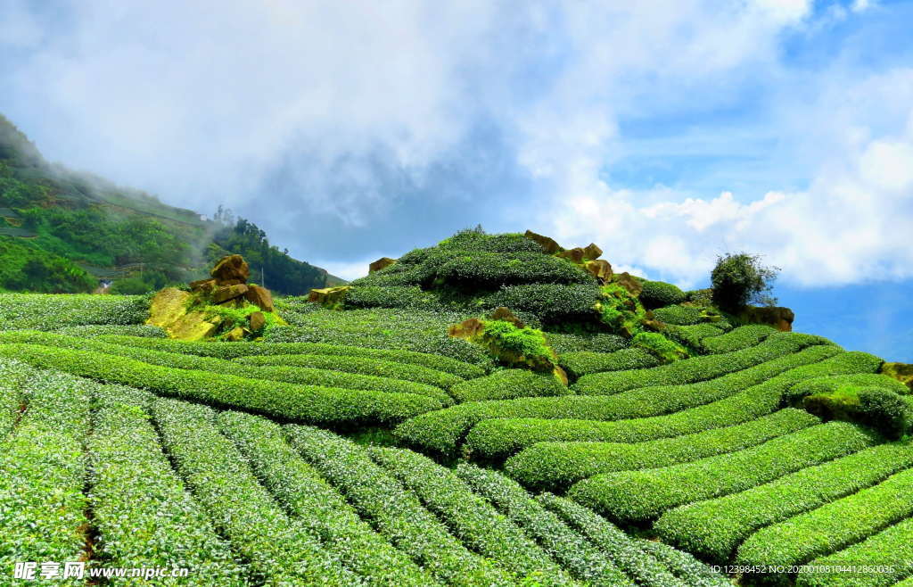 茶树茶田美景