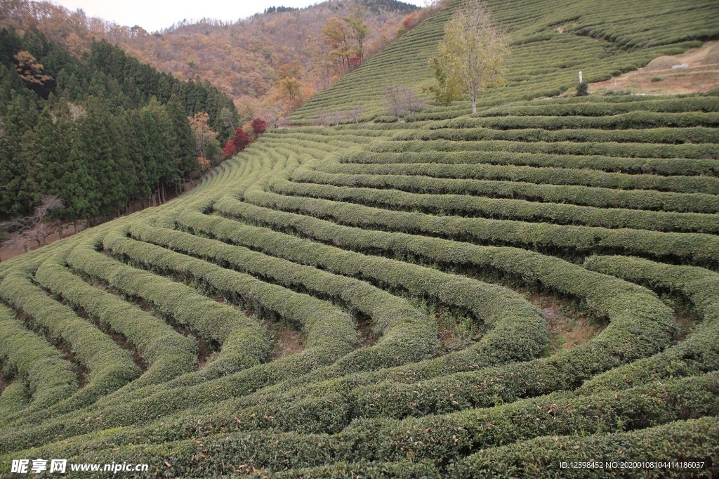 茶树茶田美景