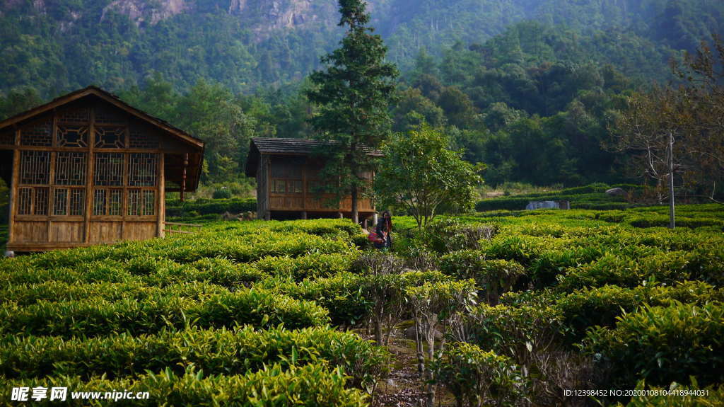 茶树茶田美景