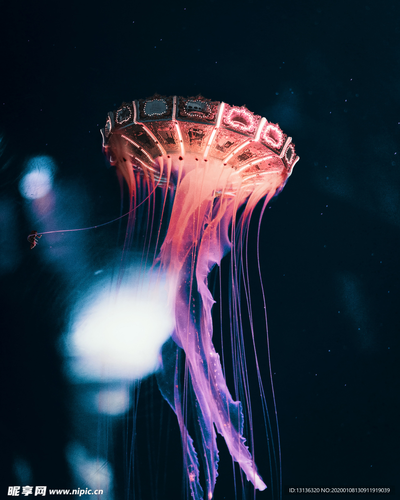 海洋生物