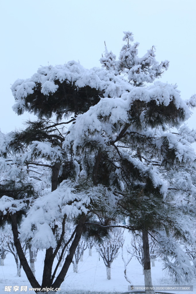 冬日雪景