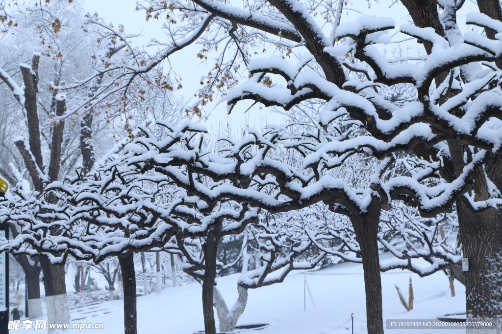 冬日雪景