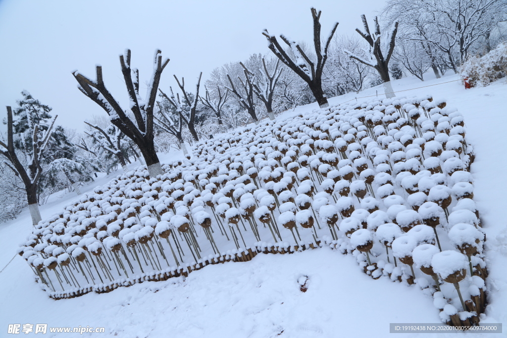 冬雪地景