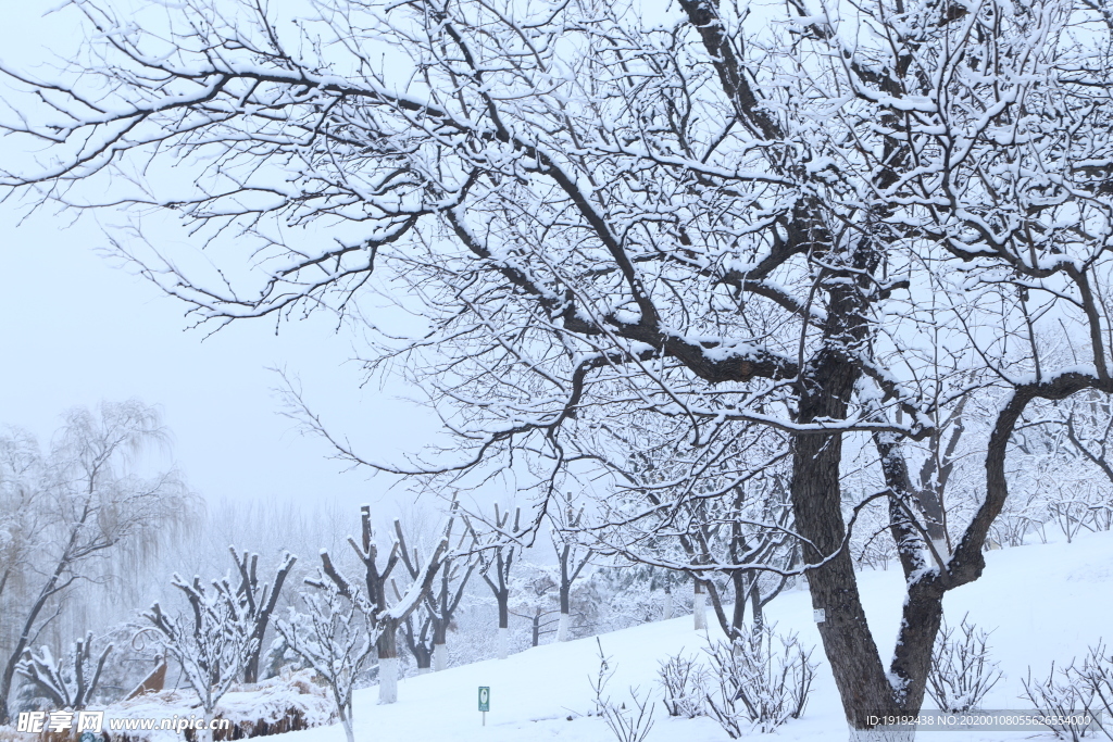 冬雪地景