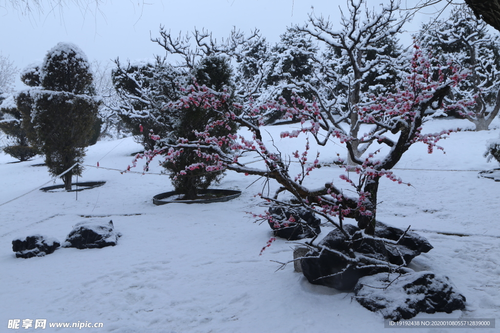 冬雪地景