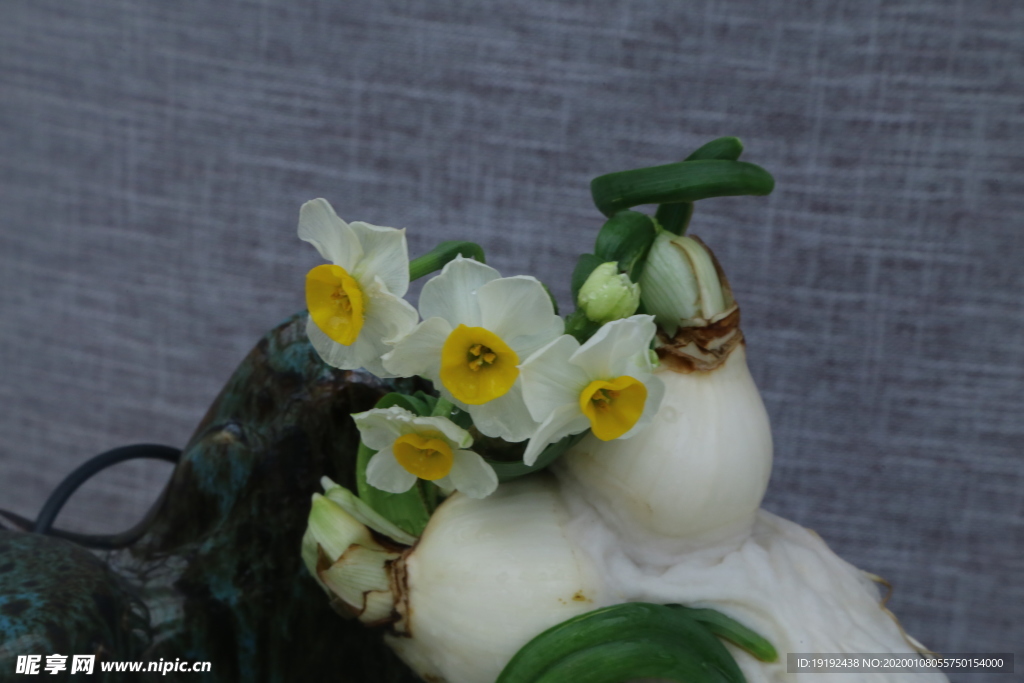 水仙花