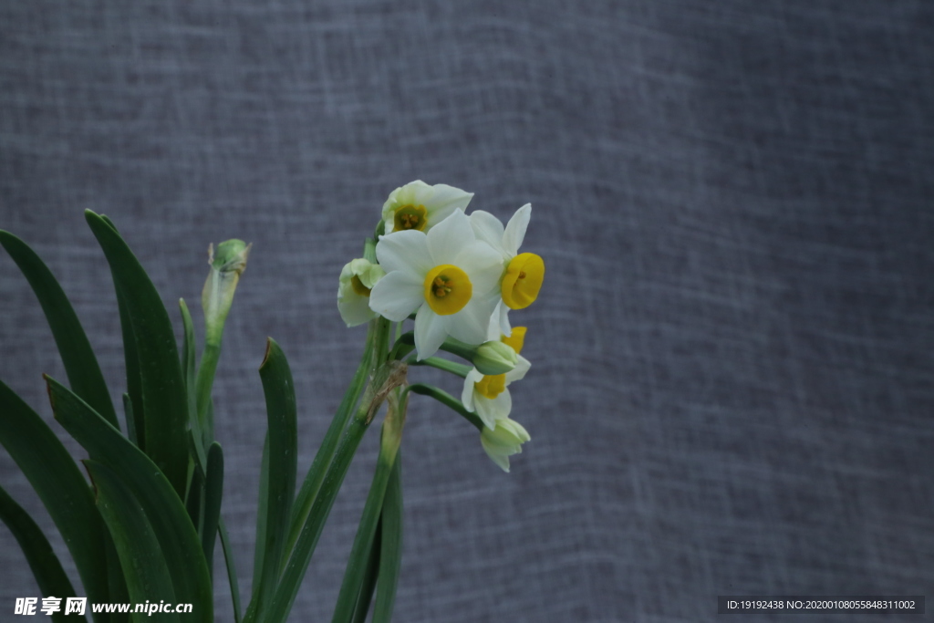 水仙花