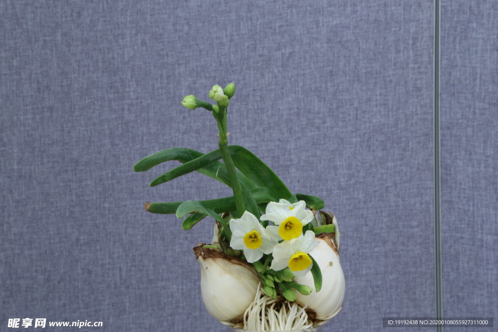 水仙花