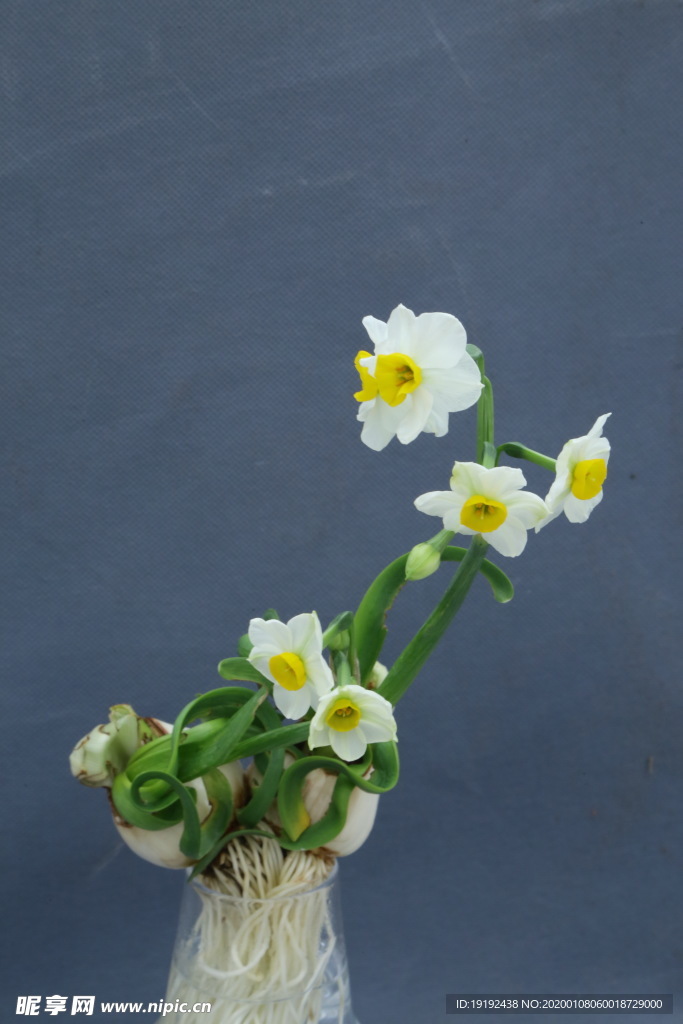 水仙花