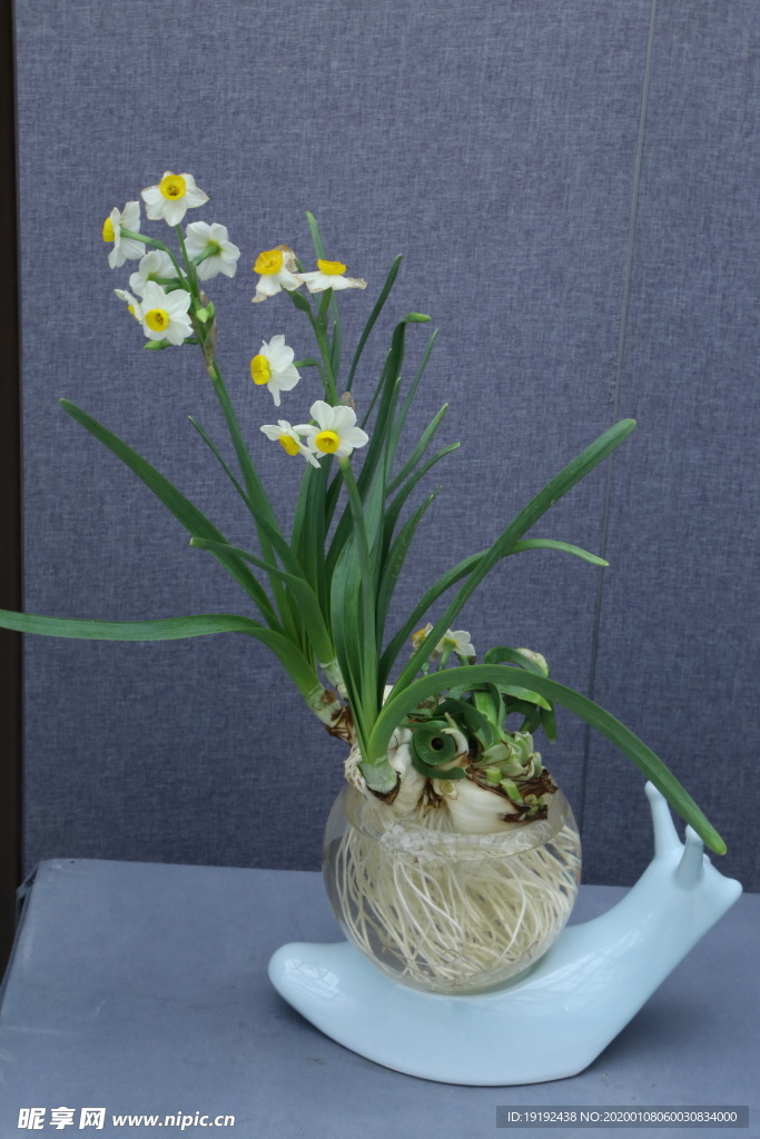水仙花
