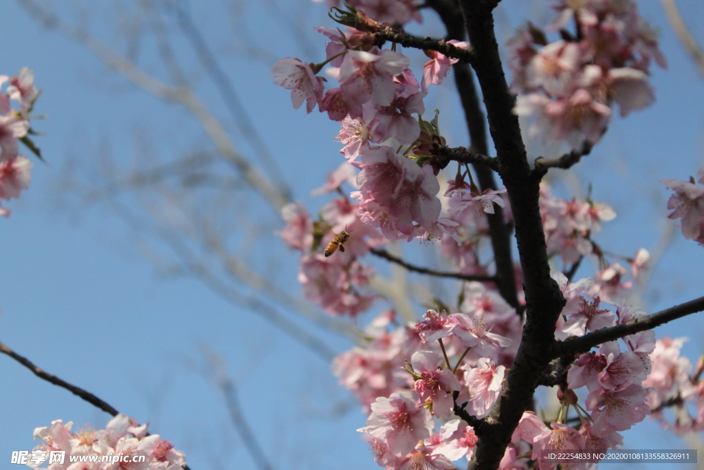 樱花之蜜蜂采蜜