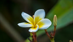 鸡蛋花