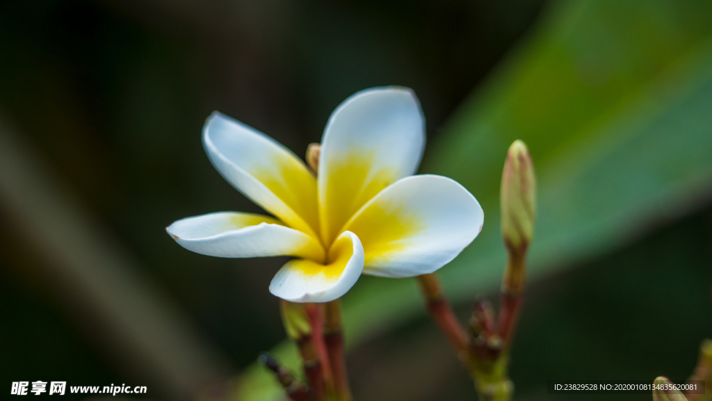 鸡蛋花