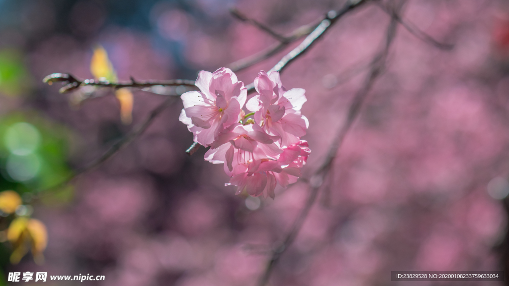 樱花