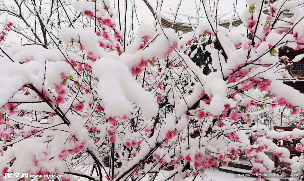 傲雪