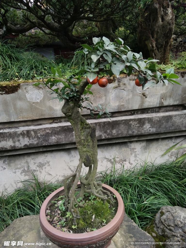 盆景树 造型特别  杜甫草堂