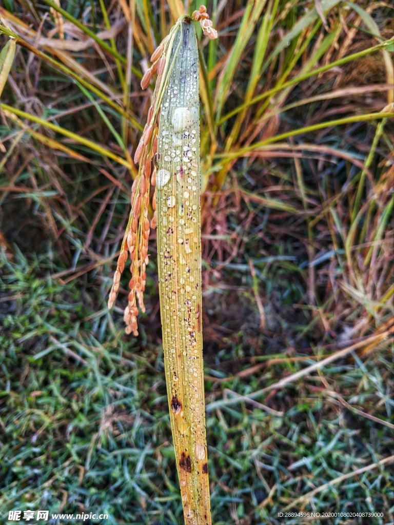 稻田