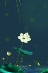 荷花