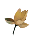 白色莲花