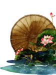 荷花伞