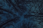 星空树影