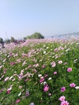 粉色格桑花