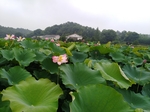 满池新荷