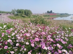 粉色格桑花海