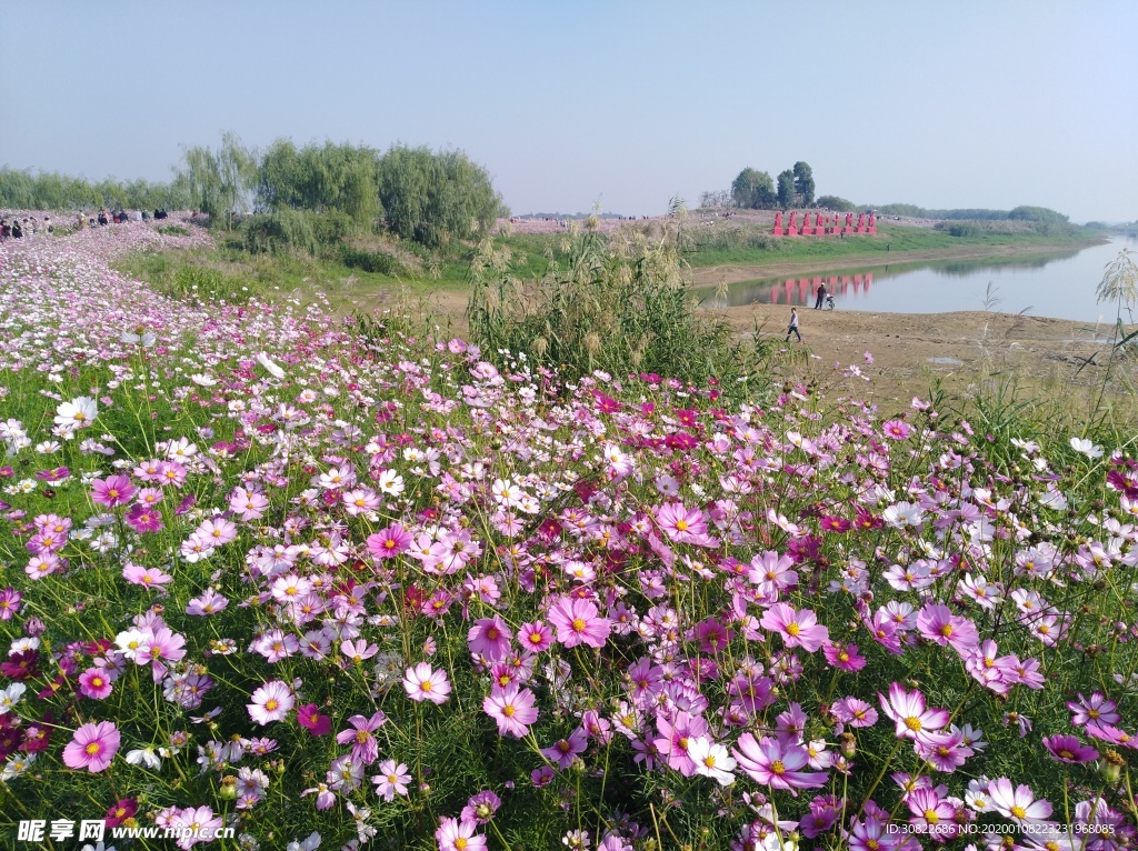 粉色格桑花海