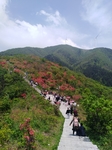 山花烂漫