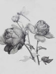 素描图片