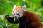 小熊猫