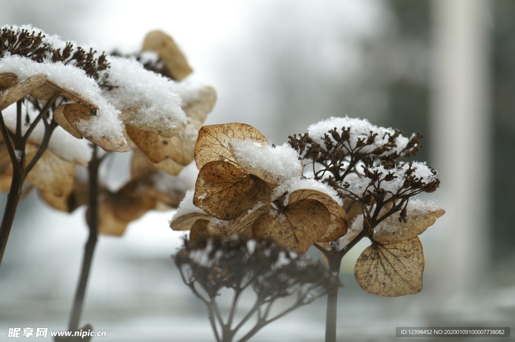 冬季雪景摄影美图