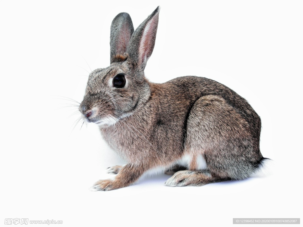 可爱的兔子摄影图片