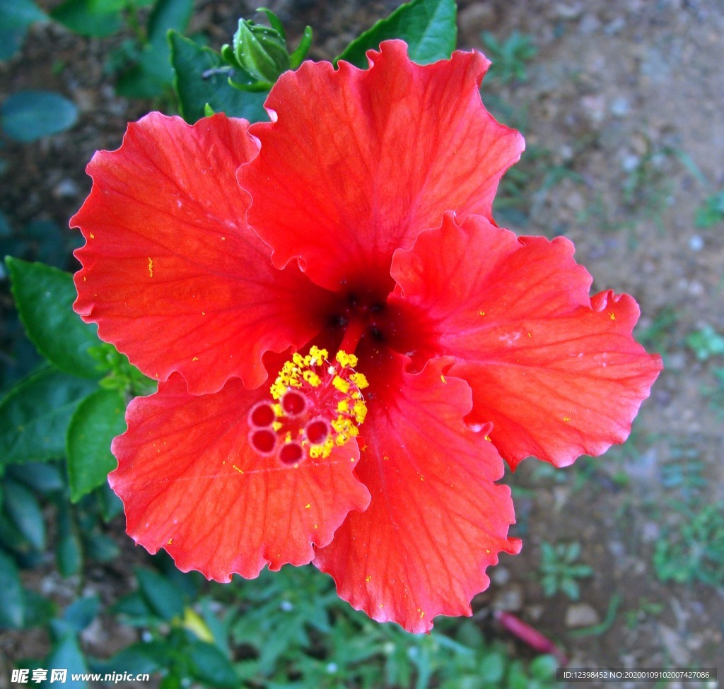 木槿花