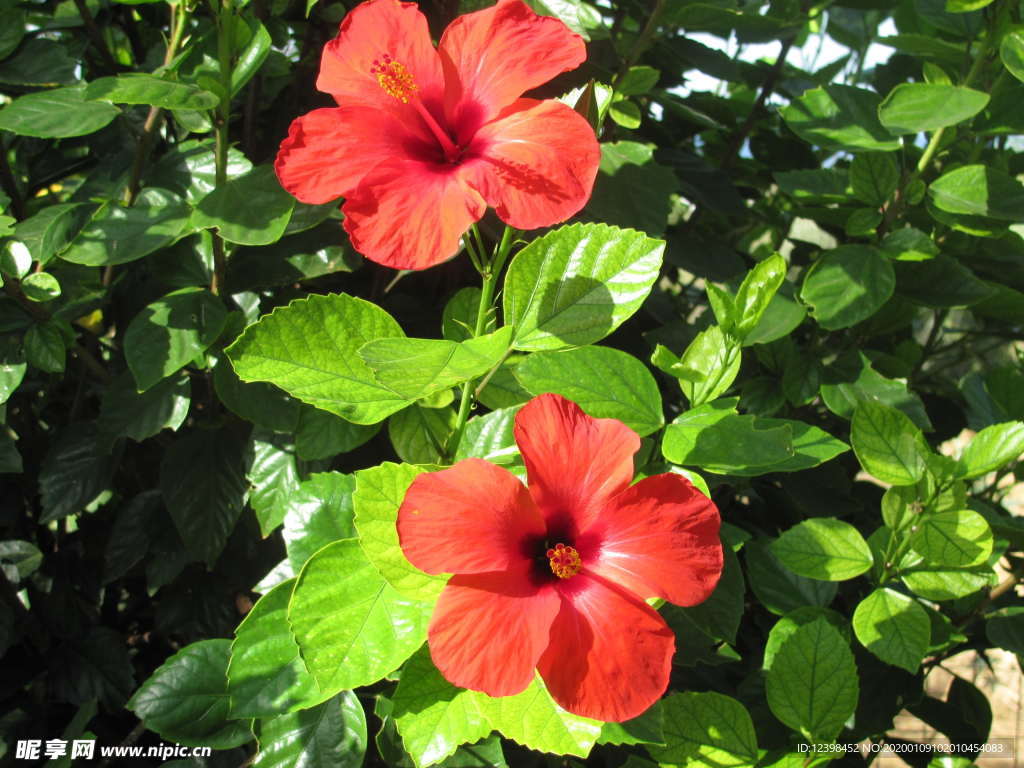 木槿花
