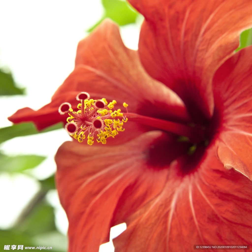 木槿花