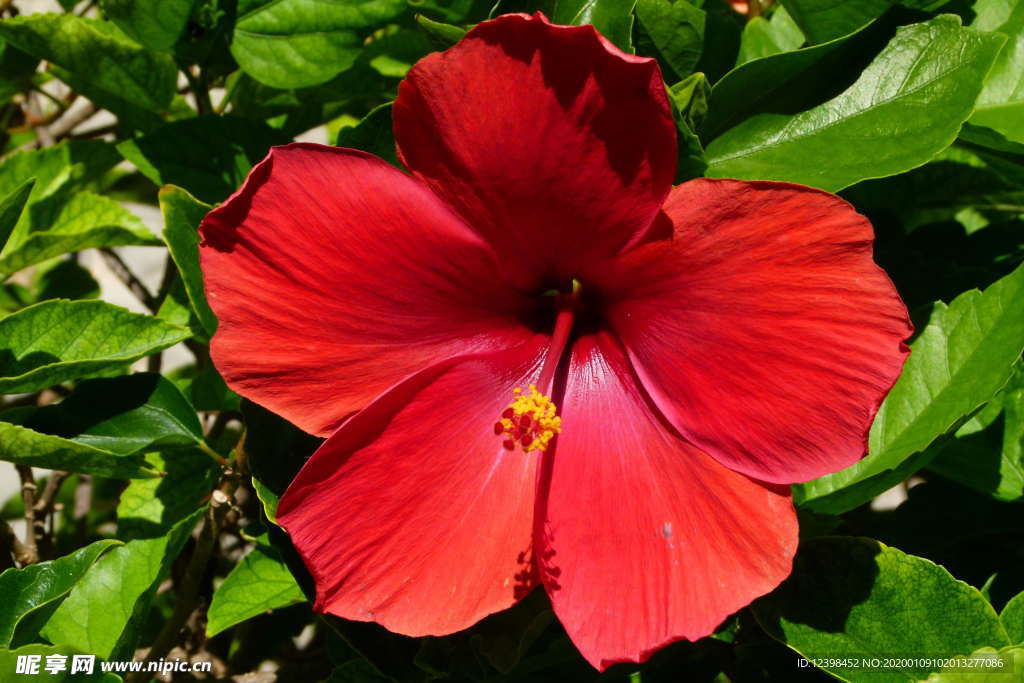 木槿花