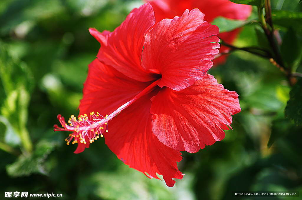 木槿花
