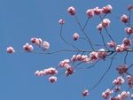 美丽的梅花