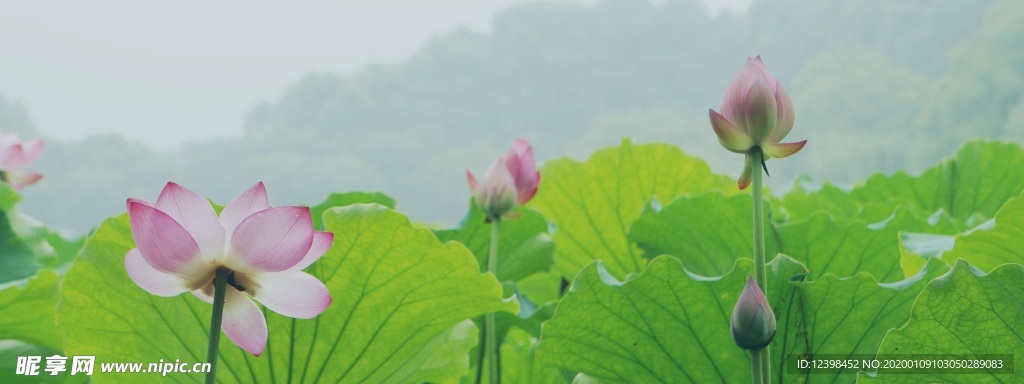 清新的荷花
