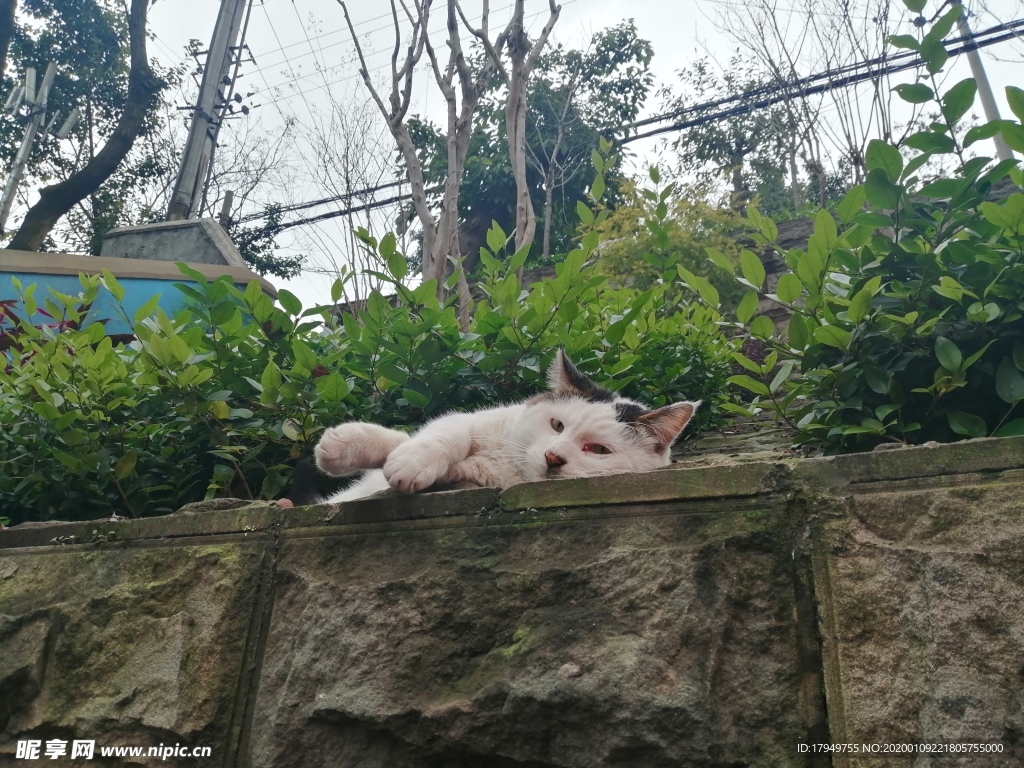 猫咪