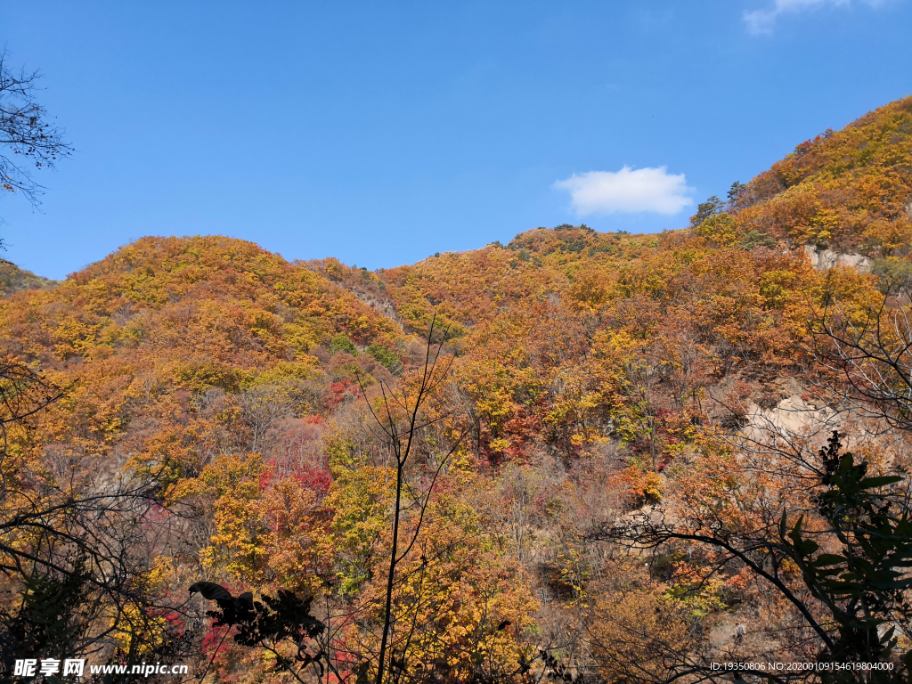 秋天山上彩色的树叶
