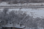 雪树挂