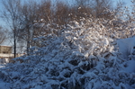雪
