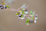 雨水露珠