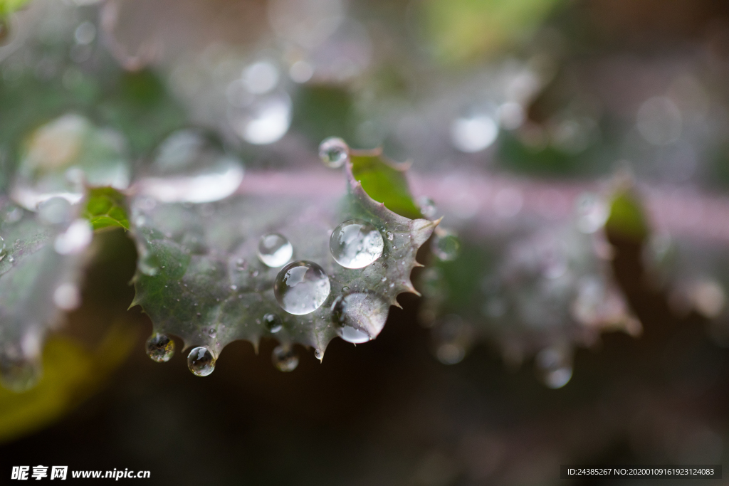 雨水露珠